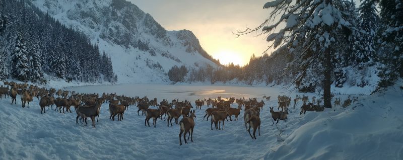 Troupeau cerf neige montagne faune hiver nature lever soleil foret lac animal froid ciel glace air renne sauvage voyage Un grand troupeau de cerfs est rassemblé dans un paysage enneigé. Les cerfs sont de différentes tailles et couleurs, principalement bruns et blancs, et ils sont dispersés sur le sol couvert de neige. Au loin, il y a un lac serein partiellement gelé, reflétant le ciel. Les montagnes sont couvertes de neige, et il y a des pins avec de la neige sur leurs branches. Le soleil se couche à l'horizon, projetant une lueur chaude sur la scène.