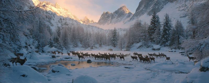 Snow mountain deer winter wildlife nature forest river sunlight herd cold frost trees ice rocks water scenery outdoors animals A herd of deer is moving through a snowy landscape. The deer are of various sizes and are spread out across the scene. They are walking in a line, some closer to the water, while others are further back. The snow is thick and covers the ground, trees, and mountains. The mountains are in the background, with a hint of sunlight illuminating the scene. The trees are bare, and the sky is clear.