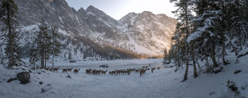 Mountains snow deer wildlife winter nature forest trees sunlight frost ice path trail herd migration outdoors scenery environment In a snowy landscape, a herd of deer moves across a frozen lake, surrounded by tall, snow-covered trees. The deer are in various positions, some standing while others walk. The background features a majestic mountain range with snow-capped peaks, and the sky is clear with the sun setting, casting a warm glow over the scene. The snow is thick and white, covering the ground and the trees, creating a serene and picturesque winter scene.