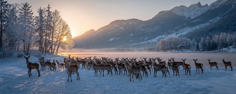 Deer snow mountains wildlife nature winter herd sunrise forest lake fog trees animals outdoors scenery cold sunset A herd of deer stands in a snowy field, with their heads lowered, under a clear sky. The deer are of various sizes and colors, some with white patches. Behind them, a line of trees with snow on their branches borders the field. In the distance, a lake is partially frozen, and mountains covered in snow rise beyond it. The sun sets in the background, casting a warm glow over the scene.