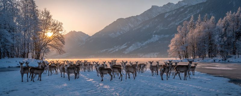 Deer snow mountains sunrise wildlife nature winter forest trees river ice cold frost herd animals outdoors scenery habitat In a serene winter landscape, a herd of deer stands in a snowy field. The deer are of various sizes, with some appearing larger and others smaller. They are gathered closely together, facing different directions, some alert and others resting. The snow is thick and white, covering the ground and the trees, which are bare and dusted with snow. In the background, there are majestic mountains, their peaks dusted with snow, and the sky is a soft, warm orange as the sun sets, casting a golden glow over the scene. The overall atmosphere is peaceful and tranquil, with the deer appearing calm and content in their snowy surroundings.
