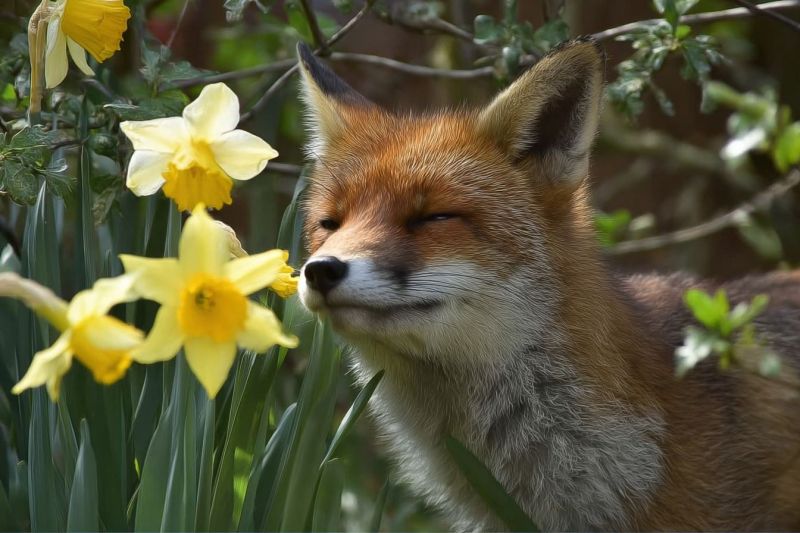 Fox flower nature wildlife animal garden spring daffodil plant outdoors mammal red sleeping eye fur head ear mouth nose A red fox with a fluffy tail and pointed ears is standing in a garden, surrounded by yellow daffodils. The fox is sniffing the flowers, appearing relaxed and content. Its fur is a mix of red and white, with a white patch on its chest. The background is blurry, with green leaves and branches of a tree. The fox's eyes are closed, and it seems to be enjoying the scent of the flowers.