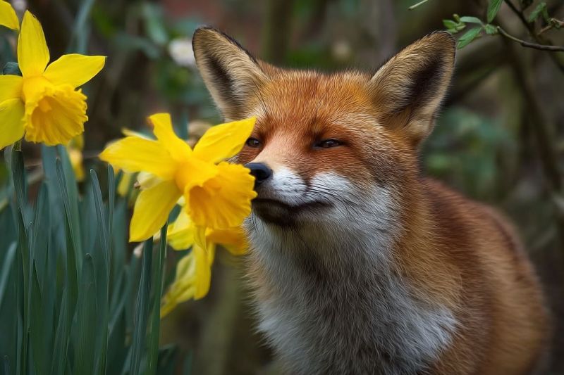 Renard fleur nature faune animal mammifere jardin printemps flore rouge jaune oreille oeil odeur renifler reniflement bouche Un renard roux avec une tache blanche sur sa poitrine et un nez noir se tient dans un jardin, reniflant une fleur de jonquille jaune. Le pelage du renard est brun-rouge avec un ventre blanc, et il a des oreilles pointues et une queue touffue. Les fleurs de jonquille sont d'un jaune vif avec de longues pétales étroites, et elles sont entourées de feuilles vertes. L'arrière-plan est flou, avec quelques branches et feuilles visibles.