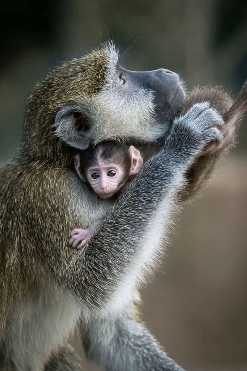 Singe bebe faune animal mammifere primate mere parentalite amour soin nature zoo voie disparition conservation habitat foret jungle mignon Une mère singe tient son bébé près de sa poitrine. La mère singe a une fourrure gris-brun avec une tache blanche sur son visage. Le bébé singe est petit, avec un visage rosé et une fourrure brun clair. Le bébé singe regarde vers le haut en direction de la mère, qui regarde vers le bas en direction du bébé. L'arrière-plan est flou, suggérant que l'image a été prise dans un cadre naturel.