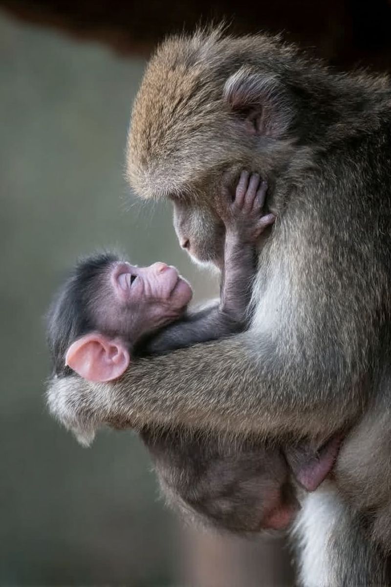 Monkey baby mother animal wildlife primate love care hugging fur ear paw infant parenting nature zoo conservation a mother monkey is holding her baby monkey close to her chest. The mother monkey has a gentle expression on her face as she looks down at her baby. The baby monkey is small and appears to be resting comfortably in the mother's arms. The baby monkey has a pinkish face and small ears, and its fur is a lighter shade of brown compared to the mother's. The background is blurred, suggesting that the focus of the image is on the intimate moment between the mother and her baby.