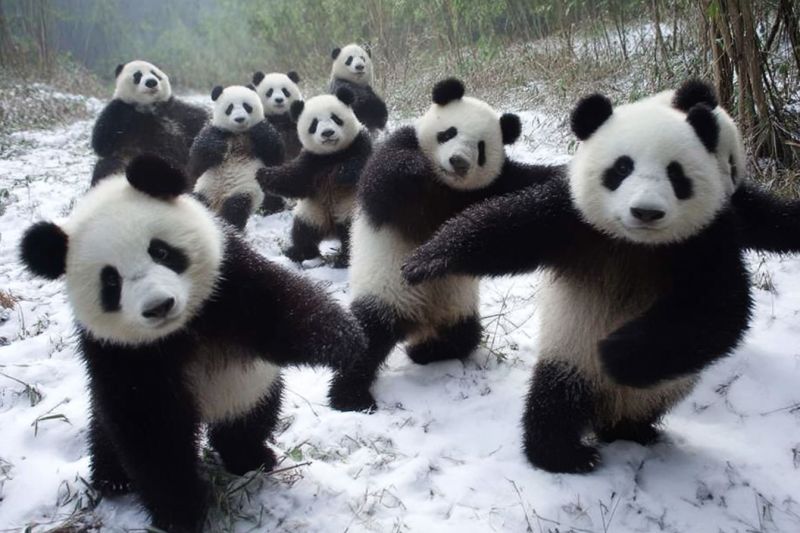 Panda neige faune nature animal mammifere ours voie disparition mignon groupe habitat bambou conservation chine foret air jouer debout marcher Dans un paysage enneigé, un groupe d'ours pandas se tient debout, donnant l'impression de danser. Ils sont tous tournés dans la même direction, les bras levés et les jambes légèrement écartées. Leur fourrure noire et blanche contraste avec la neige blanche, et leurs visages sont marqués de taches noires distinctives autour des yeux et des oreilles. Derrière eux, il y a de hautes tiges de bambou, et l'arrière-plan est légèrement flou, suggérant une forêt ou un habitat naturel.