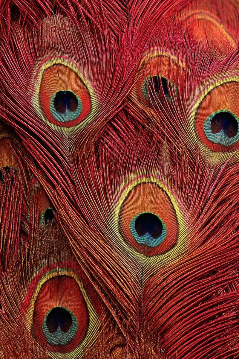 Feather eye pattern texture red yellow blue natural ornament The image showcases a close-up view of vibrant red peacock feathers. Each feather has a distinct eye-like pattern, known as an 