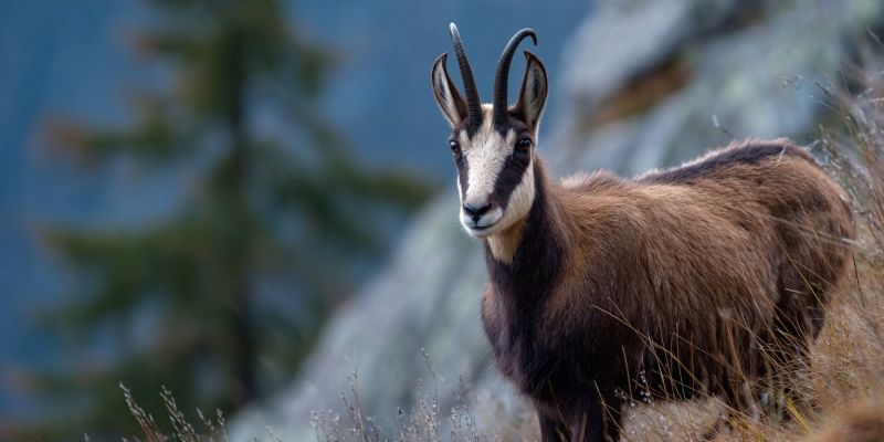 Animal faune nature montagne air foret rocher herbivore mammifere terrain accidente Un chamois, un animal sauvage ressemblant à une chèvre, se tient sur un flanc de colline rocheuse. Le chamois a un pelage brun avec une tache blanche sur son visage et des cornes incurvées distinctives. L'arrière-plan présente un affleurement rocheux et un arbre persistant haut et élancé. Le ciel est clair et bleu, indiquant une journée ensoleillée. Le chamois semble alerte et regarde directement la caméra, avec une expression calme et posée.