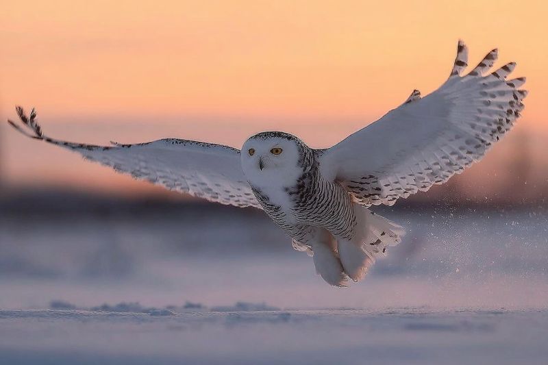 Chouette oiseau vol neige aile plume oeil ciel sol enneige animal faune nature air coucher soleil horizon Un hibou des neiges est en plein vol, ses ailes largement déployées. Le hibou a un corps blanc avec des taches noires et un visage rond. Ses yeux sont jaunes, et il semble regarder vers le bas. Les pattes du hibou sont serrées contre son corps, et ses plumes sont ébouriffées. L'arrière-plan est un paysage enneigé avec un coucher de soleil au loin, projetant une lueur chaude sur la scène.
