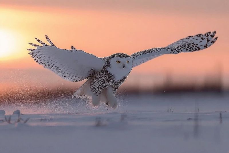 Owl bird flight snow sunset wildlife nature predator feathers eye wing ground sky outdoors animal hunting motion frost cold A snowy owl is in mid-flight, its wings spread wide. The owl has a white body with black spots, and its eyes are yellow. The owl's feet are extended, and it appears to be landing on the snowy ground. The sky is a mix of orange and pink, indicating the sunset. The ground is covered in snow, and there are some small, dried plants visible.