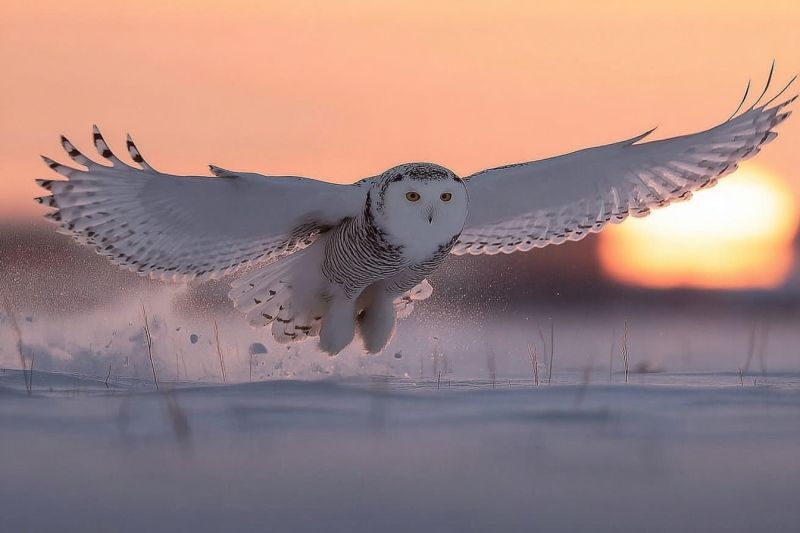 Owl flight sunset wildlife nature bird feathers wings snow ground sky animal outdoors predator nocturnal hunting cold arctic snowy A snowy owl is in mid-flight, its wings spread wide. The owl has a white body with black spots and a gray face. Its eyes are yellow, and it appears to be looking downward. The owl's feet are spread apart, and it seems to be landing on the snowy ground. The background shows a sunset with a warm orange hue, and the sky is filled with soft, pink clouds. The ground is covered in snow, and there are some small, dried grasses visible.