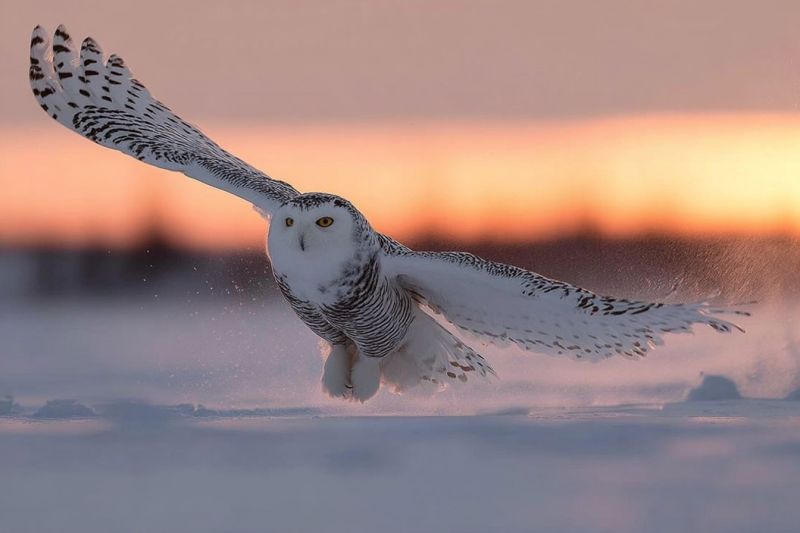 Owl bird flight sunset wildlife nature feathers wings snow ground sky animal outdoors hunting prey sharp vision silent snowy A snowy owl is in mid-flight, its wings spread wide. The owl has a white body with black spots and a black-and-white striped pattern on its wings. Its head is turned to the side, and its eyes are focused forward. The owl's feet are tucked in close to its body, and its shadow is cast on the snowy ground below. The background is a sunset with a warm, orange hue.