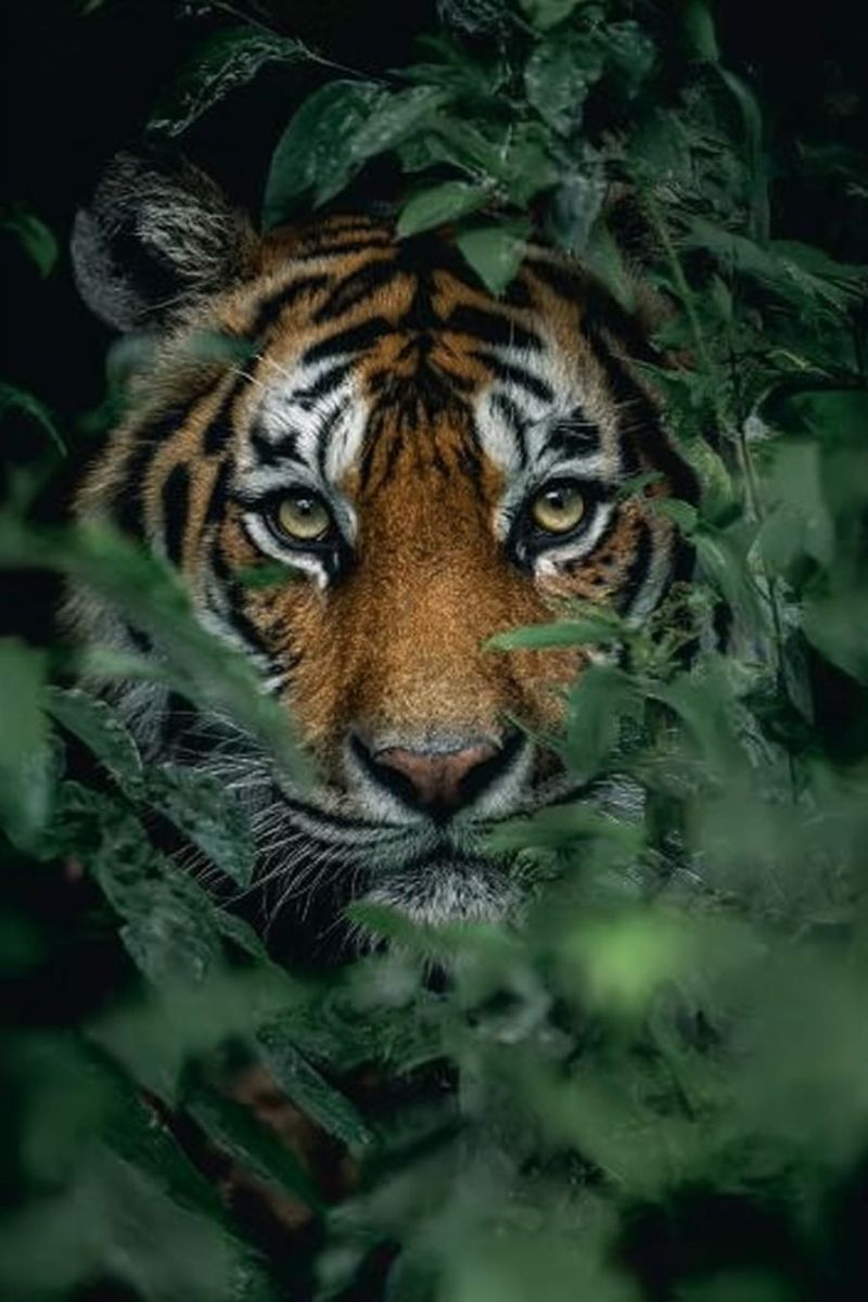 Tiger wildlife jungle predator mammal feline nature animal endangered conservation safari forest carnivore stripes eye gaze habitat big cat sanctuary A close-up of a tiger's face is partially hidden by lush, green foliage. The tiger's fur is a mix of deep orange and black stripes, with a white patch under its chin. Its eyes are a striking yellow, and it has a white whisker on its left cheek. The tiger's gaze is intense and focused, with a hint of curiosity. The background is dark, with the leaves casting shadows on the tiger's face.