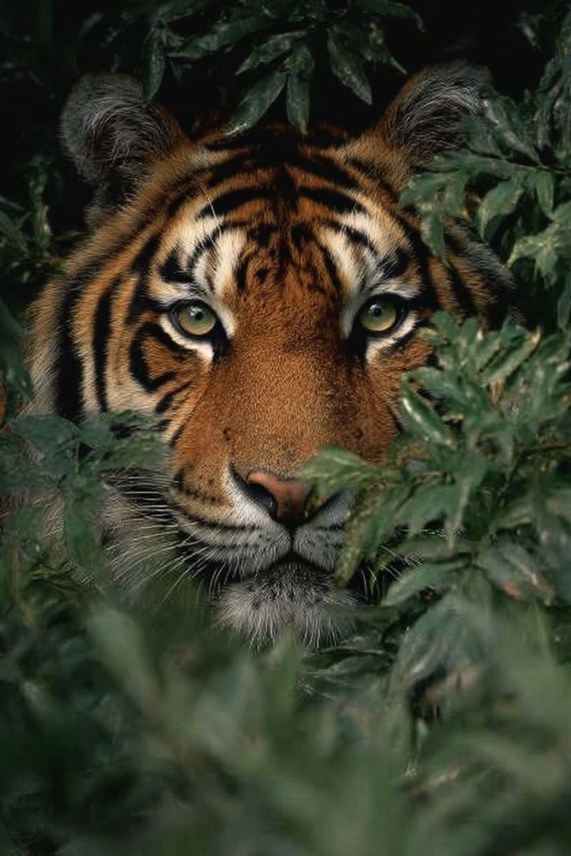 Tiger wildlife nature animal mammal predator feline jungle forest endangered conservation stripes eye gaze habitat wild big cat A close-up of a tiger's face is partially hidden by lush, green foliage. The tiger's fur is a mix of deep brown and black stripes, with a white patch on its chest. Its eyes are bright green, reflecting a hint of light, and its nose is small and pointed. The tiger's ears are slightly pointed, and its whiskers are long and white. The background is dark, with the tiger's face illuminated by a soft, natural light.