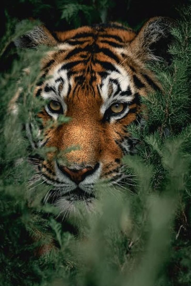 Tigre faune predateur nature mammifere jungle foret animal felin carnivore voie disparition conservation safari chasse sauvage rayures oeil regard gra Un gros plan du visage d'un tigre est partiellement caché par un feuillage luxuriant et vert. La fourrure du tigre est un mélange de rayures orange profond et noir, avec une tache blanche sur le menton. Ses yeux sont jaunes avec une touche de vert, et il a la bouche légèrement ouverte, révélant des dents aiguisées. L'arrière-plan est sombre, avec la fourrure du tigre se fondant dans les ombres des feuilles.
