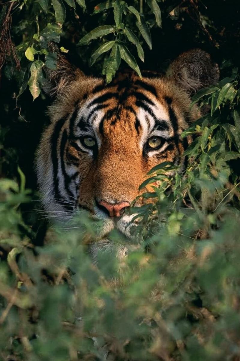 Tigre faune jungle predateur mammifere felin conservation nature animal foret carnivore rayures oeil regard grand chat espece menacee sanctuaire reser Un gros plan du visage d'un tigre, partiellement caché par un feuillage vert luxuriant. La fourrure du tigre est un mélange de rayures orange et noires, avec une tache blanche sur le menton. Ses yeux sont vifs et vigilants, avec une touche de vert, et son nez est rose. Les oreilles du tigre sont légèrement pointues, et il semble regarder intensément quelque chose devant lui. L'arrière-plan est sombre, avec le feuillage créant un cadre naturel autour du visage du tigre.
