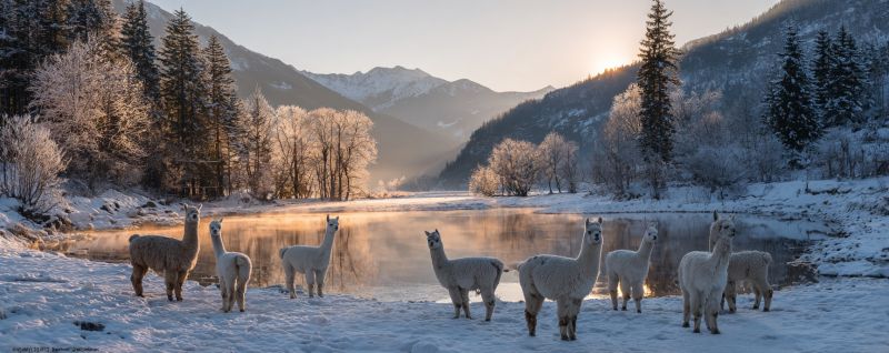 Snow mountain winter lake tree sky water sun reflection animal wildlife frost cold nature outdoors sunset valley ice cloud In a serene winter landscape, a group of alpacas stands on a snowy field near a tranquil river. The river reflects the golden hues of the setting sun, casting a warm glow on the snow and the alpacas. The alpacas, with their fluffy coats, are standing close together, facing the river. Behind them, the snow-covered ground extends towards a line of evergreen trees. The trees are dusted with snow, and the mountains in the background are also blanketed in snow, creating a picturesque winter scene. The sky above is a mix of orange and pink, indicating the end of the day.