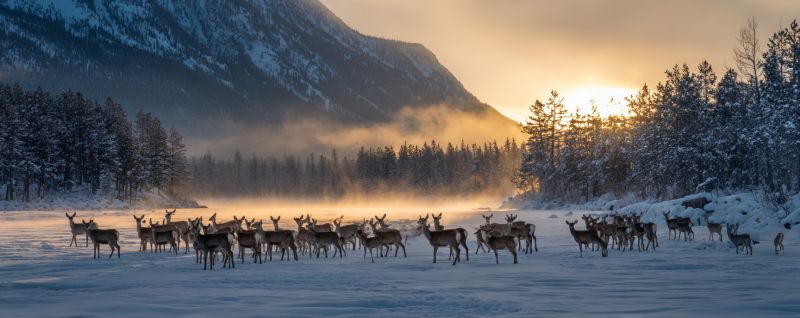Deer snow mountain forest sunrise wildlife nature winter herd fog river trees sky cold frost ice scenery outdoors In a snowy landscape, a herd of reindeer stands in a wide, open area. The ground is blanketed with snow, and the trees around them are bare, indicating winter. The sky is a soft, warm orange as the sun sets, casting a golden glow over the scene. In the background, there are mountains covered in snow, and the air is filled with a light mist. The reindeer are of various sizes, some standing alert while others seem to be resting. The overall atmosphere is serene and peaceful, with the natural beauty of the winter landscape highlighted by the setting sun.
