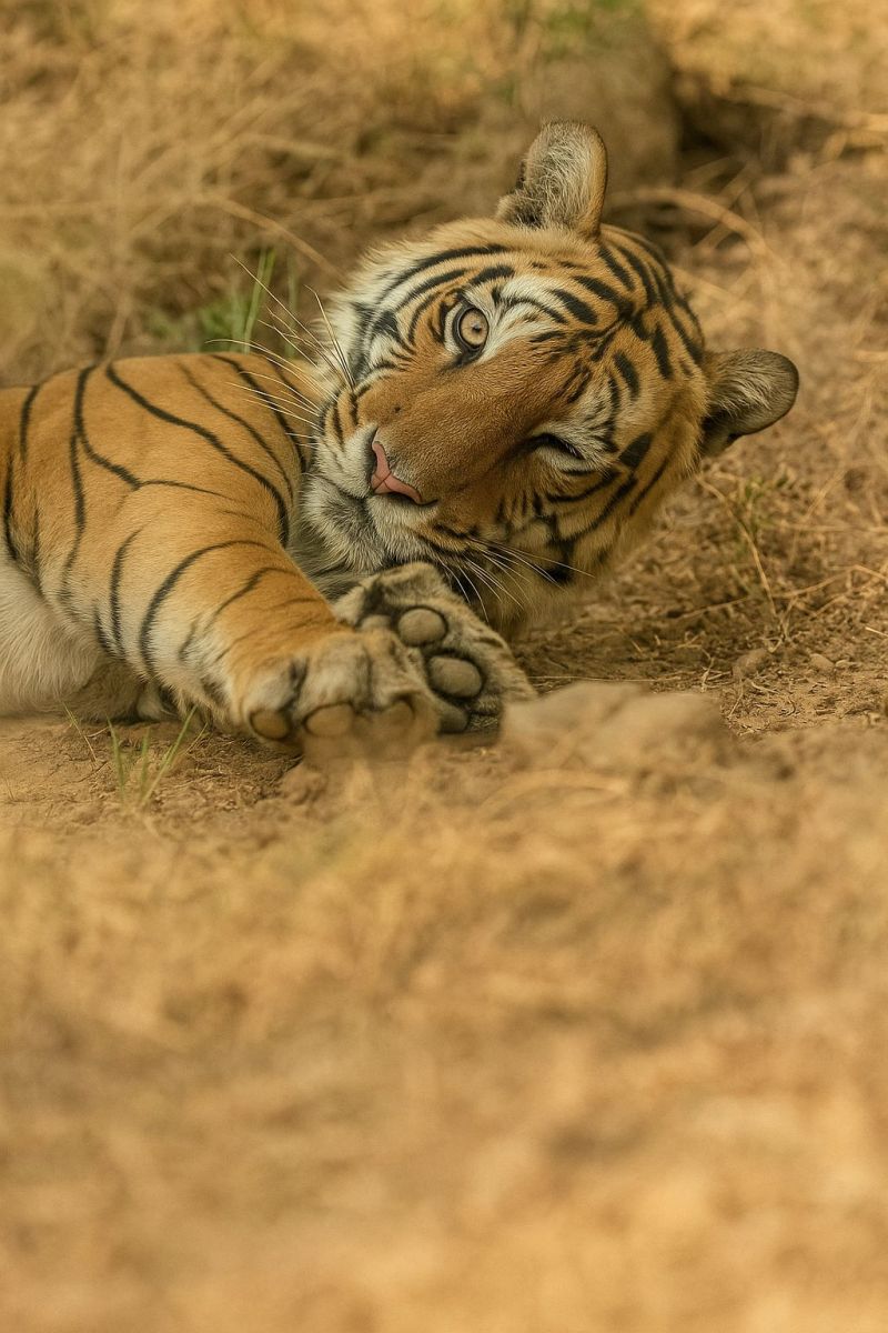 Tiger wildlife nature animal mammal feline predator safari conservation endangered habitat jungle outdoors wild carnivore stripes paw ground big cat A tiger is lying on the ground with its head resting on its right paw. The tiger's fur is a mix of orange and black stripes, and it has a white underbelly. Its eyes are closed, and it appears to be resting or sleeping. The ground is covered with dry grass and small stones. The tiger's whiskers are visible, and its ears are perked up. The sunlight is shining on the tiger, casting a warm glow on its fur.