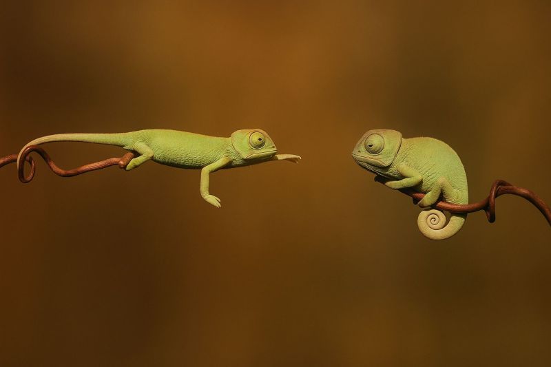 Reptile animal wildlife nature Two chameleons are perched on a thin, brown branch against a warm, earthy background. The chameleon on the left is slightly larger, with its body stretched out and its head turned towards the other chameleon. The chameleon on the right is smaller, with its body curled up and its head facing forward. Both chameleons have a light green color, with intricate patterns on their skin. The chameleon on the right has a distinctive spiral pattern on its tail. The image captures a moment of interaction between the two chameleons, with the one on the left appearing to be reaching out towards the one on the right.