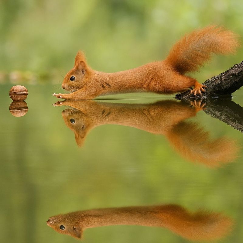 Ecureuil eau reflet nature faune animal air foret arbre branche noix queue pattes griffonnant atteignant grimpant nageant vert Un écureuil roux tend la patte vers une noix flottant sur l'eau. Le reflet de l'écureuil est visible dans l'eau, ainsi que celui de la noix. L'écureuil a une queue touffue et un pelage orange vif. L'arrière-plan est un vert flou, probablement dans un cadre de forêt ou de parc.