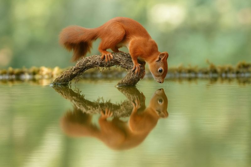 Ecureuil eau reflet faune nature animal air foret lac branche queue pattes mouille fourrure Un écureuil roux est perché sur une branche qui s'étend dans un plan d'eau. La queue touffue de l'écureuil est visible, et il semble boire l'eau. Le reflet de l'écureuil et de la branche peut être vu dans l'eau, créant un effet de miroir. L'arrière-plan est une forêt luxuriante et verte avec un effet flou doux, suggérant un environnement paisible et serein.