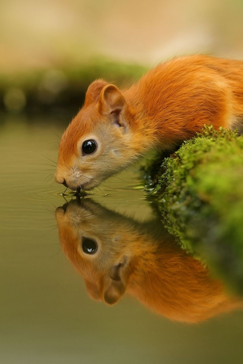 Ecureuil eau reflet mousse faune nature animal air foret humide gros fourrure boire habitat environnement vert zone mammifere jour Un écureuil roux boit de l'eau dans un étang. L'écureuil a un pelage orange vif et une queue touffue. Son reflet est visible dans l'eau, reflétant sa position et ses mouvements. La tête de l'écureuil est penchée et ses moustaches touchent l'eau. L'arrière-plan est flou, avec un peu de mousse verte et des plantes visibles. L'eau est claire et le reflet de l'écureuil est net et détaillé.