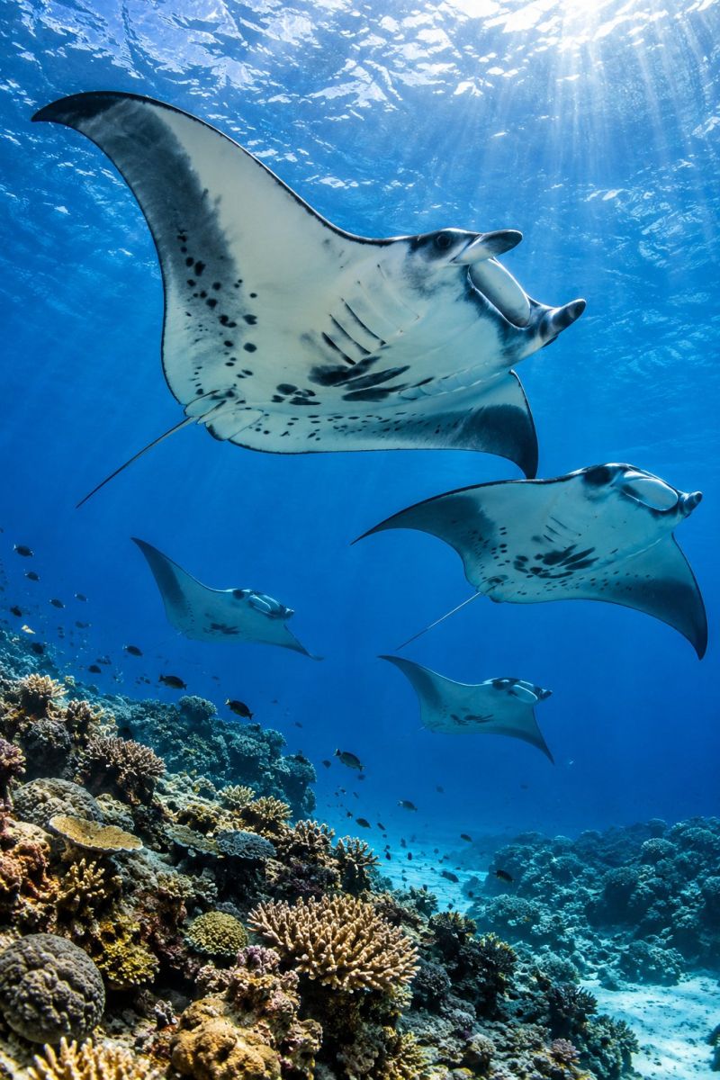 Raies mantas dessus recif corallien image accurate picture amazing demonstrating the mischiefs wild of human activities on la raies mantas dessus recif corallien