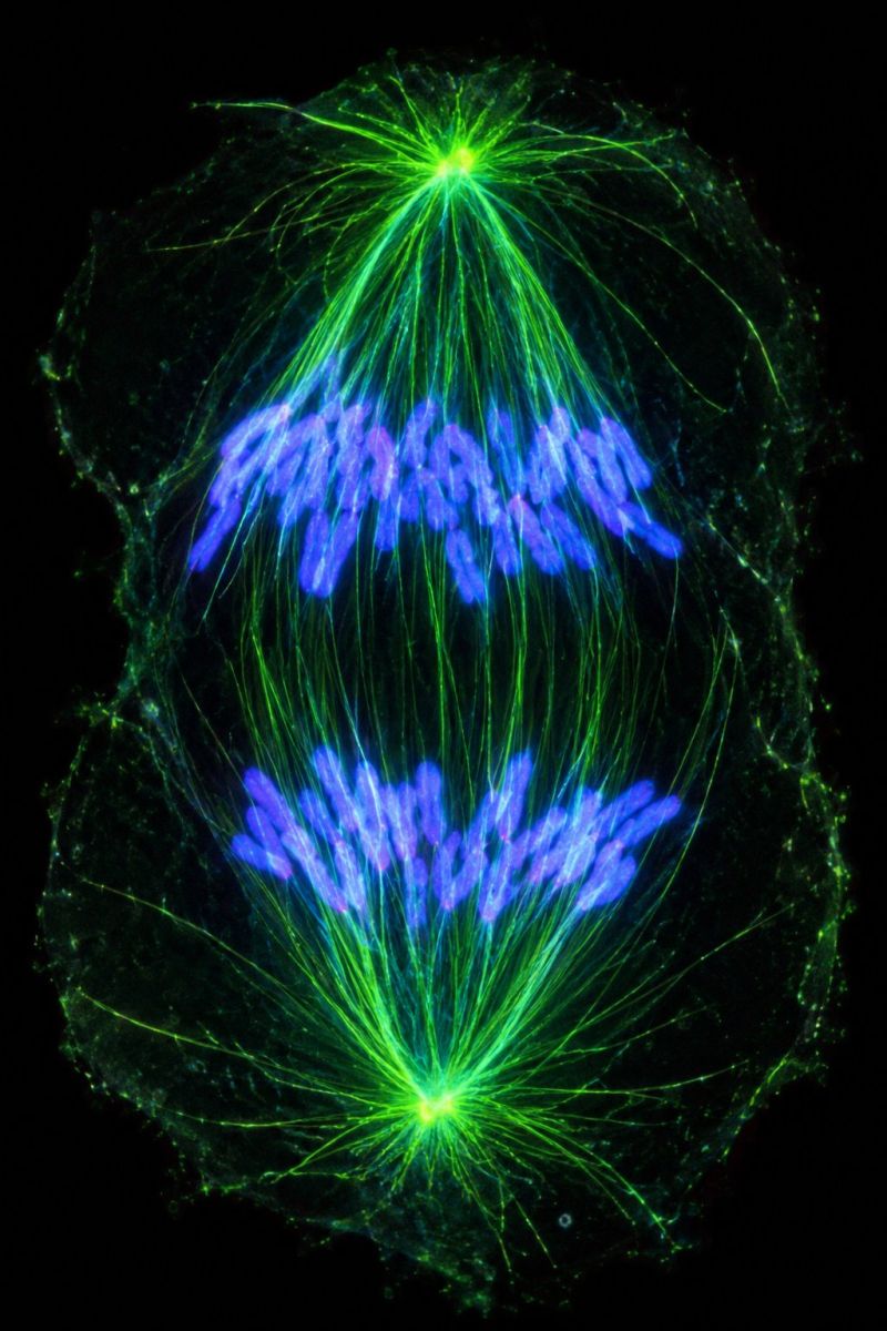 Microscopie cellule neurone nerf fibre structure biologie science recherche fluorescence imagerie micrographie neuronal synapse dendrite axone neurosc L'image montre une structure lumineuse et vibrante qui ressemble à une cellule ou à un groupe de cellules au microscope. La zone centrale est surlignée d'une couleur vert vif, rayonnant vers l'extérieur selon un motif en étoile. Cette zone verte centrale est entourée de nombreuses structures fines et allongées qui semblent se ramifier dans différentes directions. Ces structures sont colorées dans des tons de bleu et de violet, créant un contraste saisissant avec le fond vert. La forme générale de l'image est circulaire, la zone verte centrale formant un noyau entouré par les structures bleues et violettes. Le fond est sombre, ce qui améliore la visibilité des structures lumineuses.