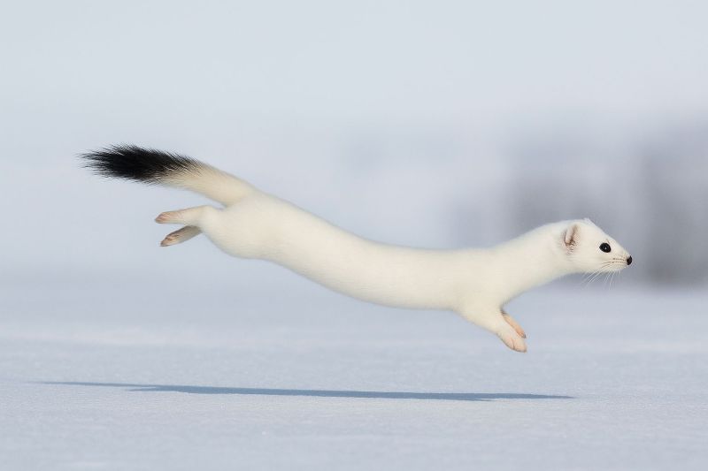 Animal arctic bird carnivore cold ermine ferret fox fur hare ice jumping mammal snow wildlife weather weasel A white ermine, also known as a stoat, is captured mid-jump in a snowy landscape. The ermine has a sleek, elongated body with a distinctive black tip on its tail. Its fur is pure white, contrasting sharply with the snowy ground. The animal's head is turned slightly to the right, and its eyes are focused forward. The ermine's legs are spread out, with its front paws lifted off the ground, indicating a swift and agile movement. The background is a soft, blurred white, suggesting a winter scene with minimal vegetation.