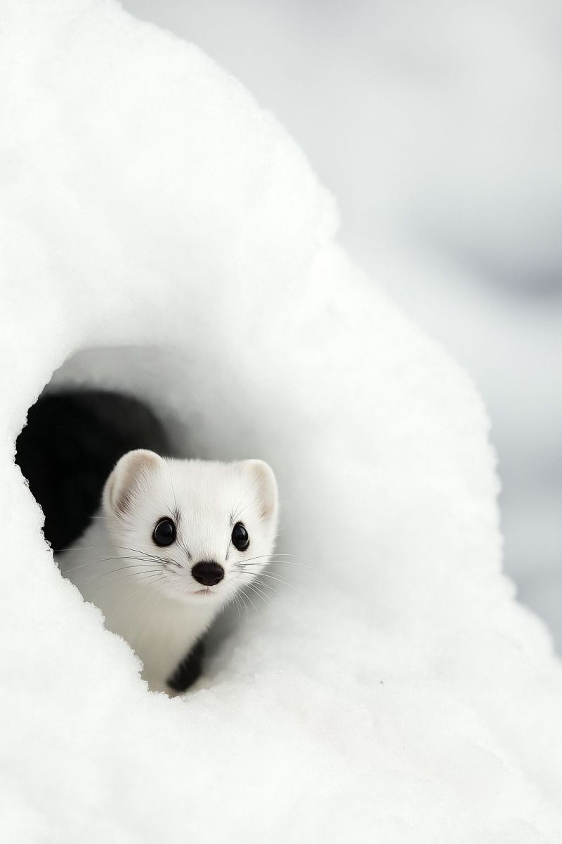 Animal wildlife snow mammal nature fur cold winter habitat outdoors ice iceland icelandic A small, white animal with a black tail and face, resembling a weasel, is peeking out from a hole in the snow. The animal has a round head with small, black eyes and a black nose. Its fur is white, and it appears to be in a snowy environment. The snow is white and covers the ground, with the animal's hole being the only visible part of it.