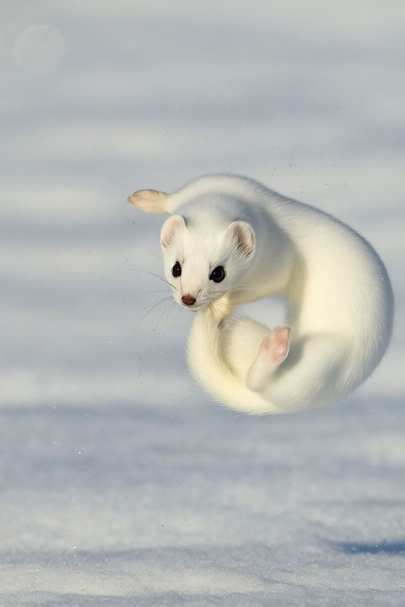 Animal arctic arctica cold creature ermine fox fur jumping lemming hare region tundra wildlife a small, white animal, likely a stoat, is captured mid-jump in a snowy landscape. The stoat has a sleek, elongated body with a white fur coat that provides camouflage against the snow. Its head is turned to the side, and its small, round ears are visible. The animal's front legs are extended forward, while its hind legs are raised, creating a dynamic and energetic pose. The snow beneath the stoat is pristine and undisturbed, with a few tiny particles kicked up by the animal's movement. The sky above is clear and blue, indicating a bright, sunny day.