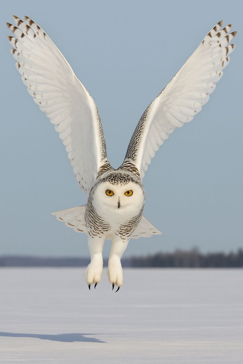 Owl bird flight wing feather sky eye nature animal wild outdoors wildlife predator nocturnal hunting perch claw beak feathered A snowy owl is captured mid-flight with its wings spread wide. The owl has a predominantly white body with black spots, giving it a speckled appearance. Its eyes are bright yellow, and its talons are extended as it glides through the air. The background shows a clear blue sky and a vast, snowy landscape with distant trees. The owl's shadow is visible on the snowy ground below.