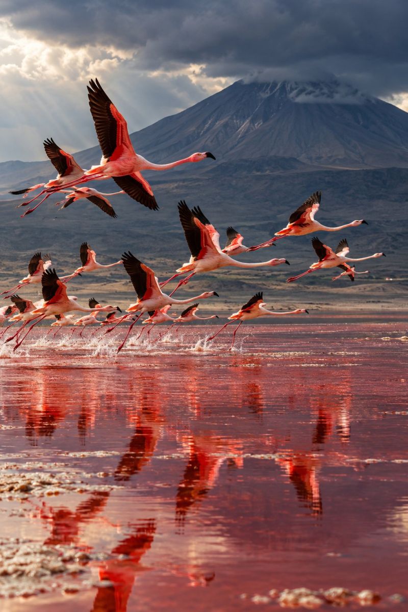 Flamant rose vol lac eau montagne ciel nuages soleil reflexion faune nature oiseau animal zone humide migration habitat Une volée de flamants roses survole un plan d'eau à la teinte rougeâtre. L'eau reflète les flamants roses, créant ainsi un effet miroir. Les flamants roses ont de longues pattes et un long cou, et leurs ailes sont déployées. En arrière-plan, il y a une chaîne de montagnes avec un ciel nuageux. La chaîne de montagnes est recouverte de brouillard et le ciel est sombre. L'eau est calme et il y a quelques ondulations à la surface.