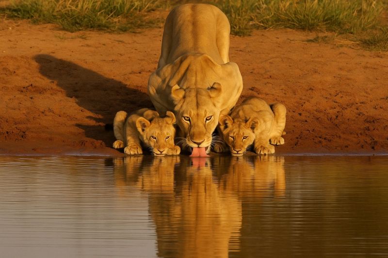 Petits lions eau faune nature safari animal mammifere predateur carnivore conservation habitat soleil reflexion boisson famille air sauvage grand Une lionne se tient de manière protectrice au-dessus de ses deux petits alors qu'ils boivent à un point d'eau. La lionne, avec sa crinière et sa posture puissante, est positionnée légèrement derrière les petits, assurant leur sécurité. Les petits, plus petits et plus joueurs, boivent l'eau, leurs reflets visibles à la surface de l'eau. La scène se déroule dans un environnement naturel, avec de l'herbe sèche et de la terre entourant le point d'eau, et les rayons du soleil projetant des ombres sur le sol.