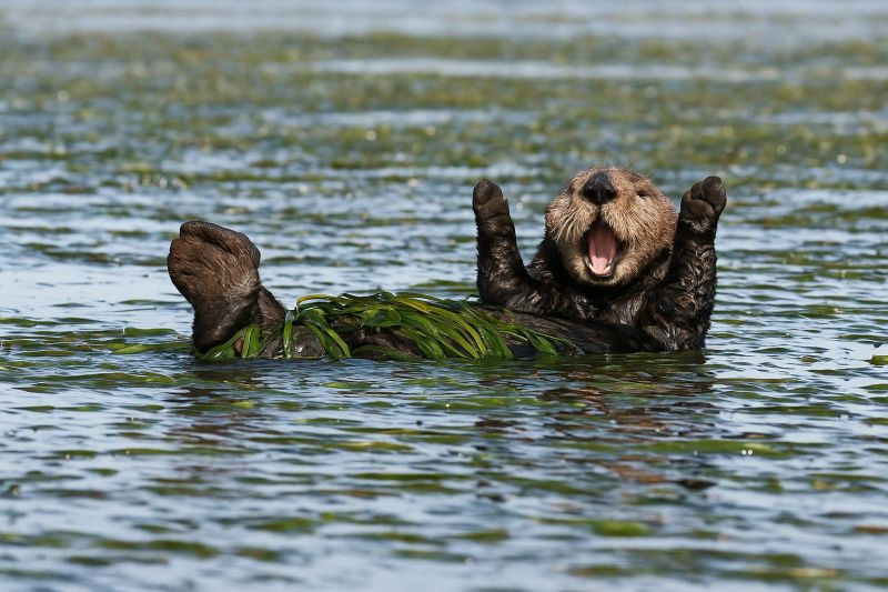 Otter sea water swimming animal wildlife marine ocean playful floating seaweed mammal nature wet seascape creature life A sea otter is floating on its back in the water, with its mouth open and its paws raised in the air. The otter is surrounded by green, wavy water, and it appears to be looking up at something. The otter's fur is wet and appears to be a dark brown color. The water is clear and has a greenish hue, and there are some small plants floating on the surface.