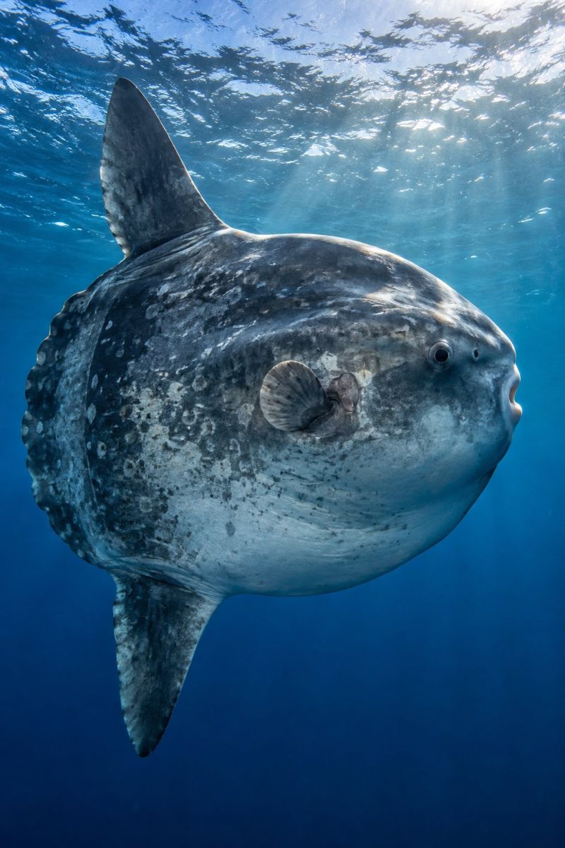 Poisson lune geant surface scintillante image accurate picture amazing demonstrating the mischiefs wild of human activities on la poisson lune geant surface scintillante