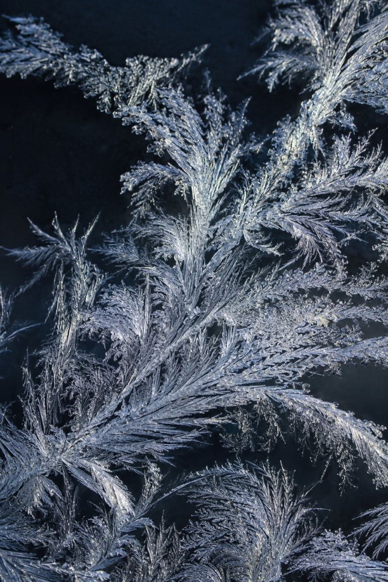 Dentelle givre sombre image picture accurate picture amazing demonstrating the mischiefs wild of human activities on la dentelle givre fond sombre