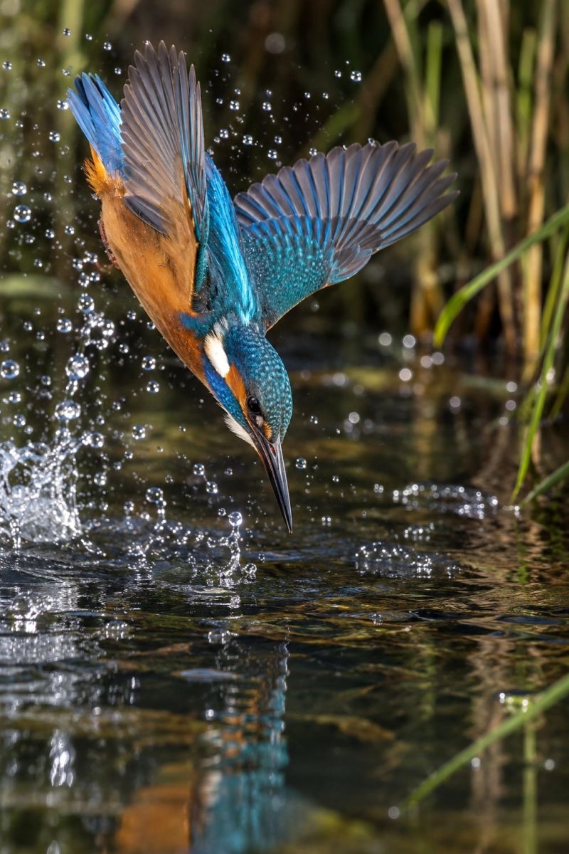 Plongeon lumineux martin pecheur image picture accurate picture amazing demonstrating the mischiefs wild of human activities on la plongeon lumineux martin pecheur