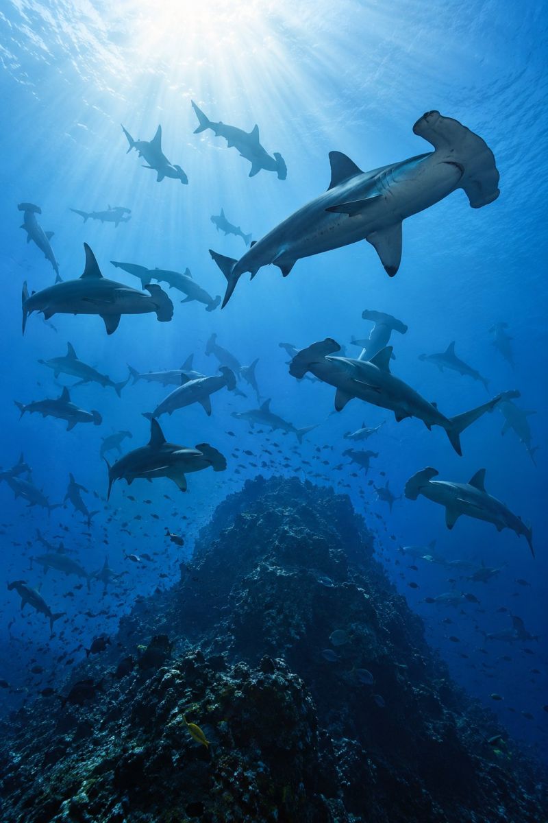 Ocean sous marin poissons soleil baignade predateur faune aquatique nature biodiversite recif aquarium exploration conservation requin marteau requins Un grand groupe de requins-marteaux nage dans un océan d'un bleu profond. Les requins ont une tête caractéristique en forme de marteau et nagent dans différentes directions. L'eau est claire, laissant passer la lumière du soleil, créant ainsi une scène lumineuse et vibrante. Le fond de l'océan est rocheux avec des formations coralliennes et de petits poissons nagent autour des requins. L'atmosphère générale est empreinte de beauté naturelle et de vie marine dans son habitat naturel.