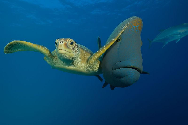 Turtle fish ocean underwater sea marine wildlife nature swimming aquatic blue animal reef seascape diving exploration habitat coral life In the underwater scene, a sea turtle with a light brown shell and yellow flippers swims gracefully. Its head is turned towards the camera, showing a curious expression. To the right of the turtle, a large fish with a distinctive blue and white pattern on its body swims closely, almost touching the turtle. The background is a deep blue ocean with sunlight filtering through, creating a serene and clear environment.