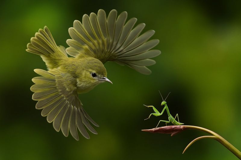 Oiseau mante predateur proie faune nature insecte animal vol vert jungle ecologie environnement survie interaction gros bokeh Un petit oiseau au corps vert vif avec les ailes largement déployées en plein vol, ses ailes montrant un mélange de plumes vert clair et vert foncé. L'oiseau a un bec pointu et vole vers une mante religieuse perchée sur une mince tige de plante verte. La mante est verte avec de longues pattes fines et fait face à l'oiseau. L'arrière-plan est un vert flou, suggérant un cadre naturel en extérieur.