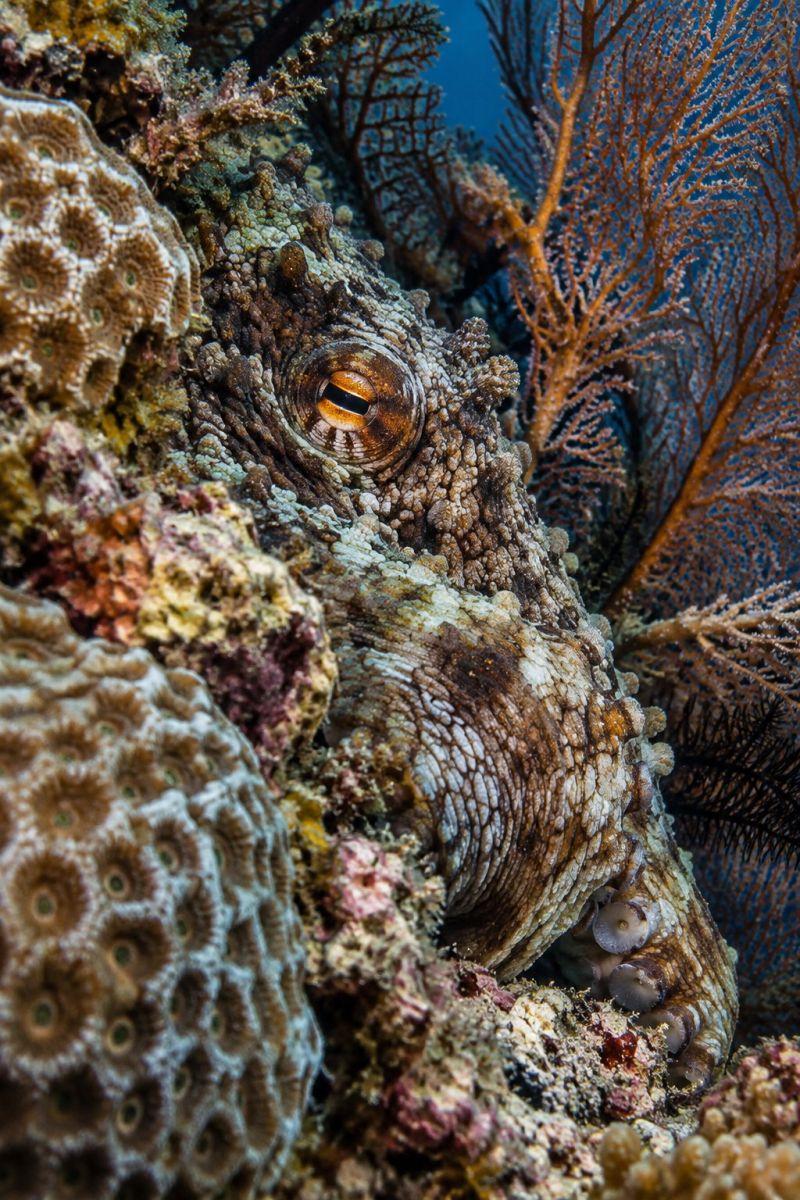 Oeil pieuvre camouflee image picture photograph accurate picture amazing demonstrating the mischiefs wild of human activities on la l oeil pieuvre camouflee