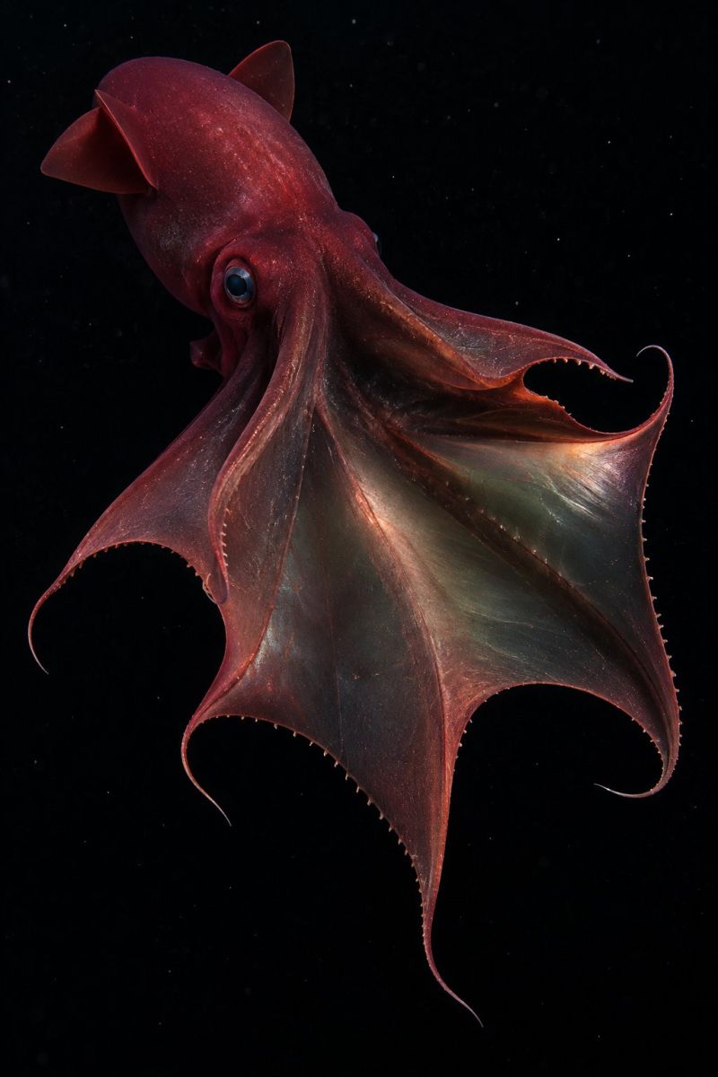 Cephalopode poulpe rouge sous marin animal invertebres ocean faune creature mer nature biologie aquatique natation tentacules oeil vie eau profonde gros plan d'une pieuvre rouge flottant dans l'eau sombre. La pieuvre a une grosse tête ronde et deux yeux saillants, dont l'un est légèrement plus grand et plus visible. Son corps est allongé et musclé, avec une série de nageoires qui s'étendent sur ses côtés. Les ailettes sont grandes et ressemblent à des éventail, avec une surface lisse et brillante qui réfléchit la lumière. La peau de la pieuvre est de couleur rouge foncé, avec un éclat légèrement irisé. Les nageoires sont d'un rouge plus clair et sont ornées d'une série de petites dents acérées. La pieuvre semble flotter dans l'eau, son corps et ses nageoires étant déployés dans une posture détendue.